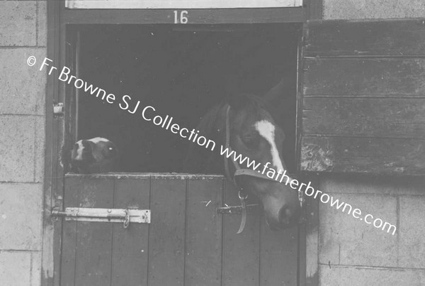 PARKINSONS STUD HORSE LOOKING OUT OF STABLE